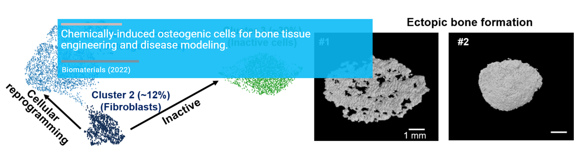 Electrical stimulation in bone tissue engineering treatments