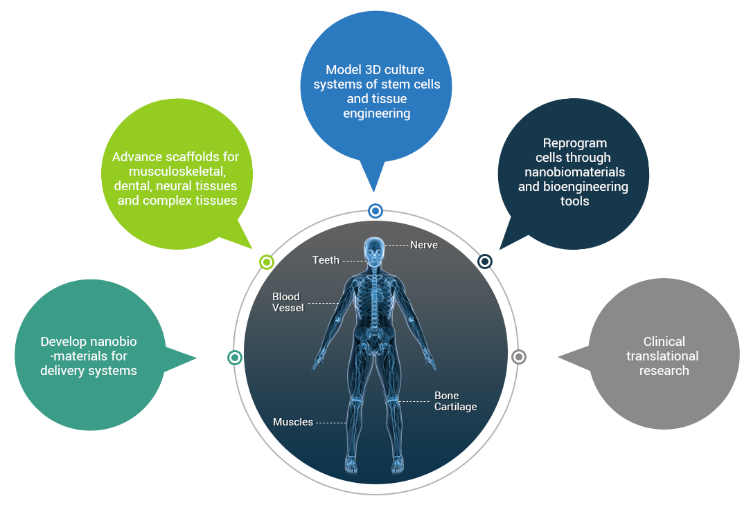 Develop nanobio-materials for delivery systems / Advance scaffolds for musculoskeletal, dental, neural tissues and complex tissues / Model 3D culture systems of stem cells and tissue engineering / Reprogram cells through nanobiomaterialsand bioengineering tools / Clinical translational research /  Nerve, Teeth, Blood Vessel, Bone Cartilage, Muscles 